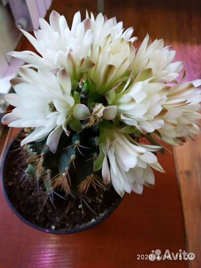 Эхинокактус