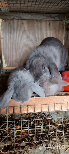Крольчата