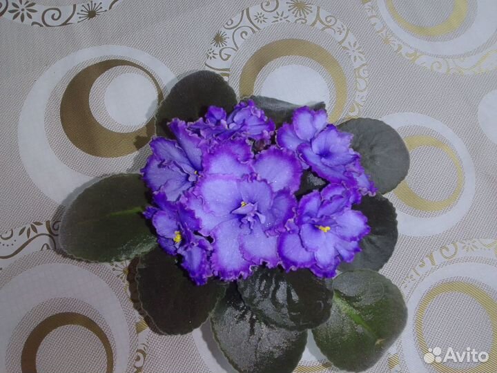 Цветущая Фиалка Голубой дракон