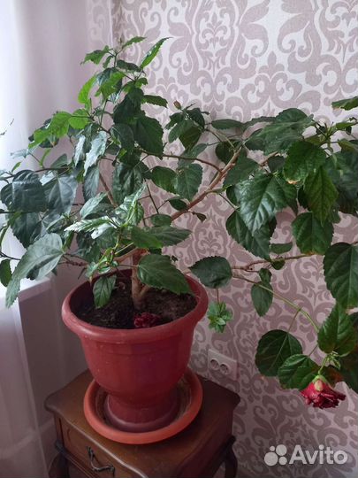 Хлорофитум и другие цветы