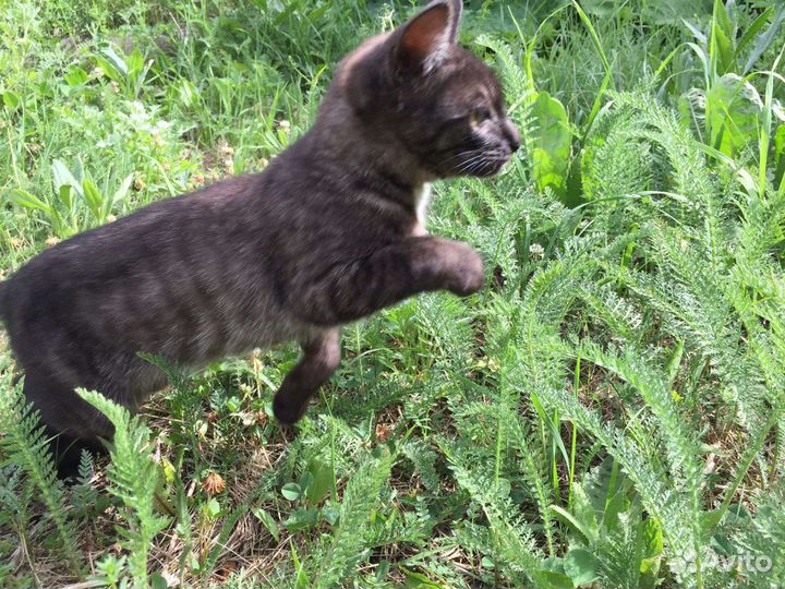 Котята в добрые руки бесплатно