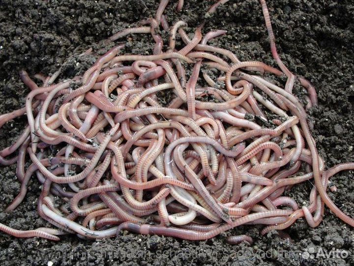 Для рыбалки