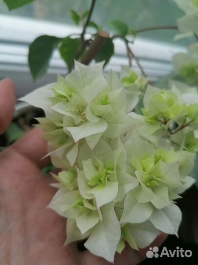 Бугенвиллии, калатея, пахистахис