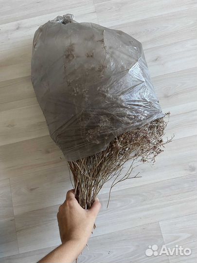 Цветы сухоцветы