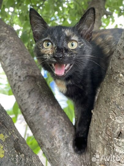 Кошечка 2.5 месяца