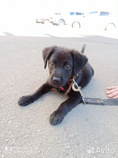 Маленькая собачка