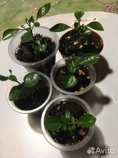 Мурайя, Солейролия