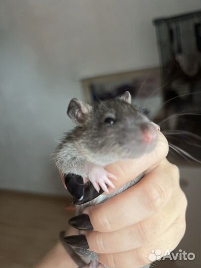 Крысы декоративные