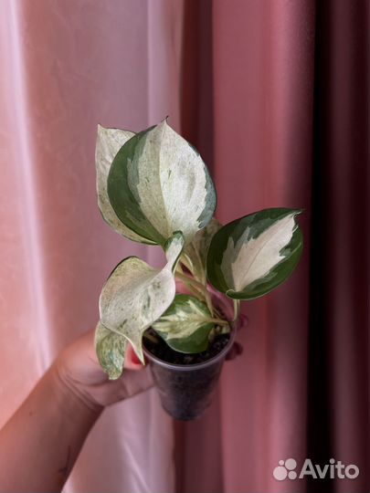 Сциндапсусы Эпипремнумы