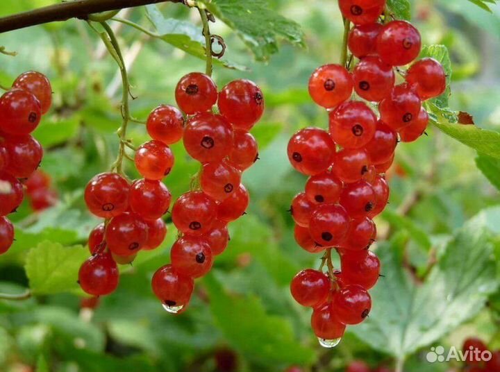 Смородина, шефердиния,инжир, гранат, йошта