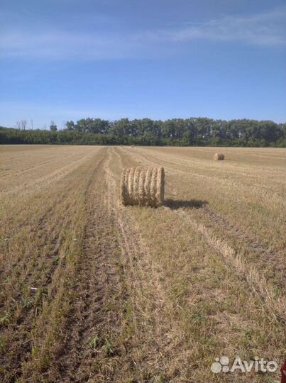 Солома ячменная в тюках