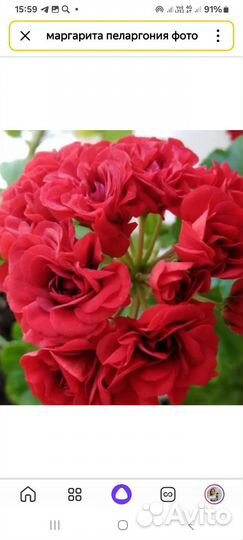 Пеларгония