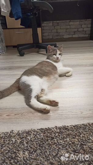 Кошка