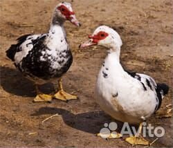 Индоутки(селезень, утка )