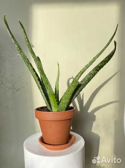 Алоэ, лекарственое растение