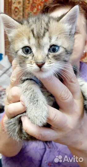 Котята в дар