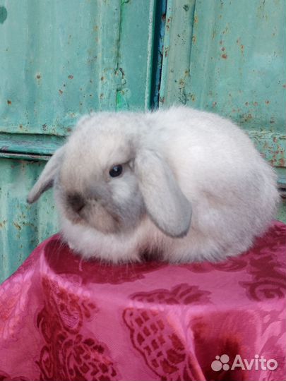 Декоративные кролики
