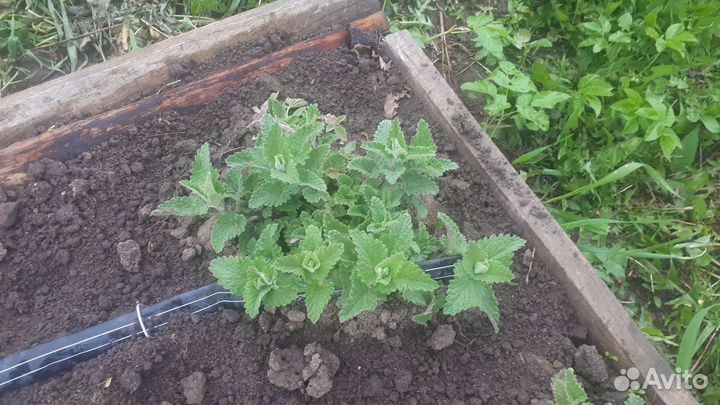 Мята лимонная