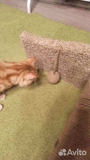 Когтеточка для кошки с лежанкой