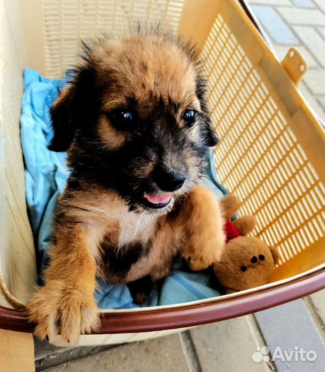 Собака в добрые руки отдам бесплатно