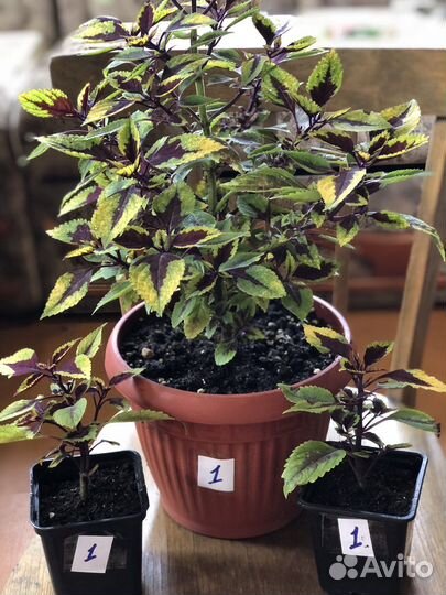 Колеусы сортовые