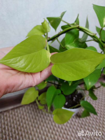 Сциндапсус Голден потос