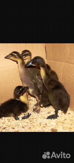 Индийский бегунок утята