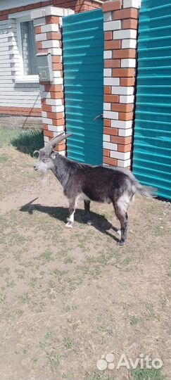 Козел ламанча