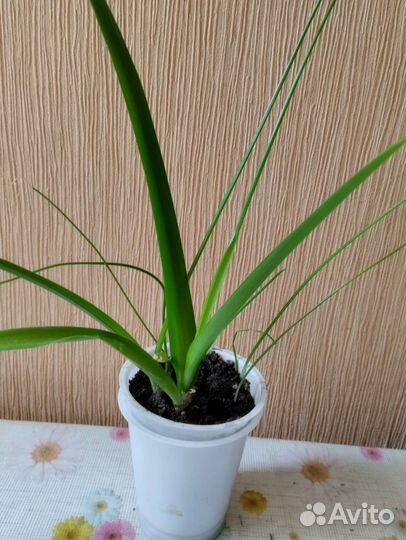 Индийский лук