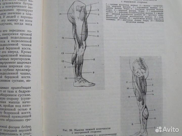 Проф.М.Иваницкий.очерк пластической анатомии(1955)