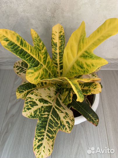 Кодиеум Кротон