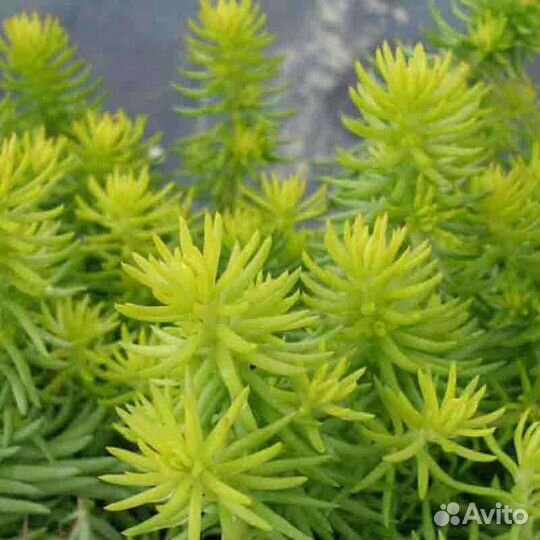 Очиток отогнутый 