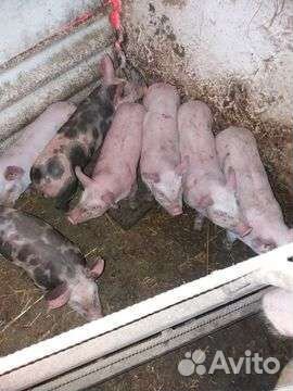 Поросята