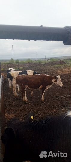 Телки молодые