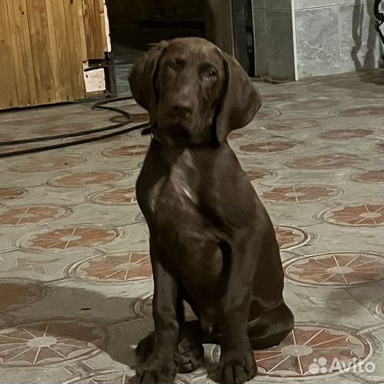 Щенки курцхаара