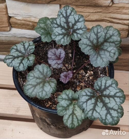 Гейхера, астильба, лилейник, почвопокровные