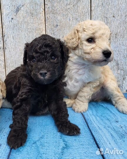 Щенки пуделя