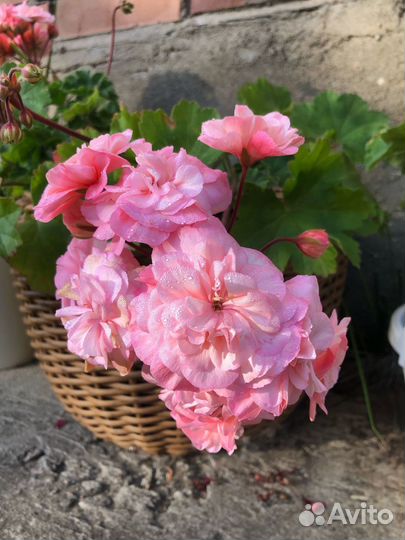 Пеларгонии сортовые