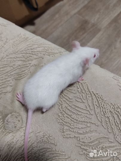 Крысята Рекс,дамбо и стандарт. Крысы