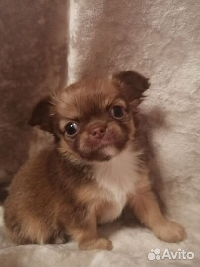 Длинношерстные девочки чишечки