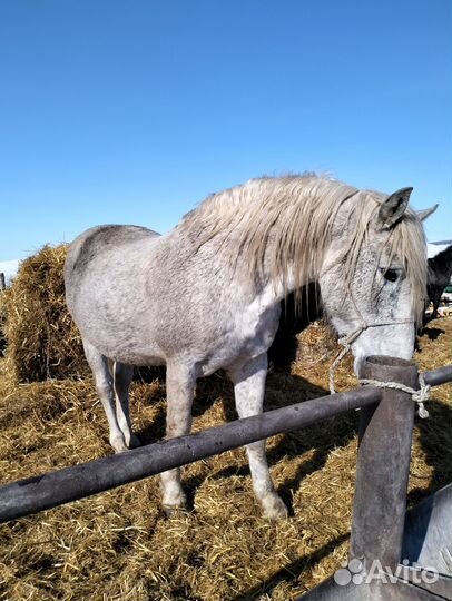 Жеребец-производитель