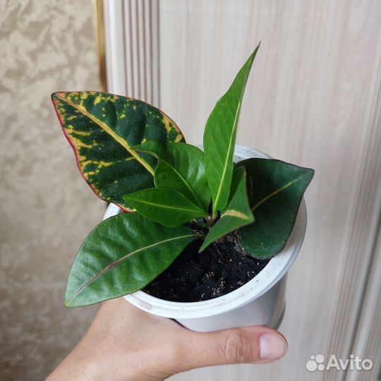 Кротон Петра