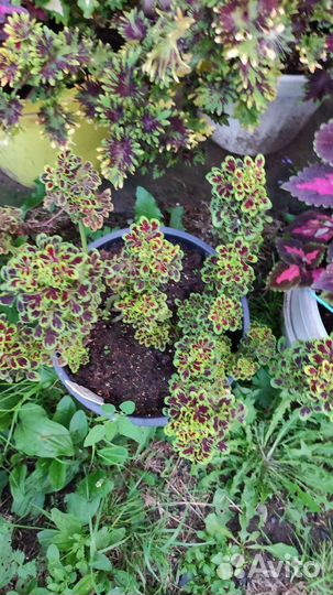 Колеусы вегетативные