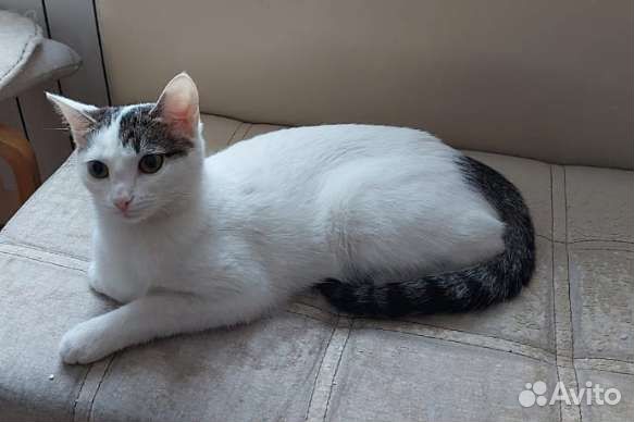 Неженка в добрые руки