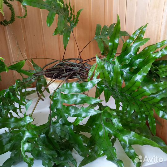 Папоротник многоножка