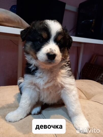 Щенки девочки в добрые руки