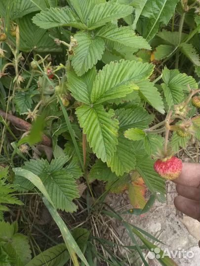 Земклуника клубнизика клубника рассада