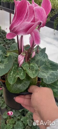 Европейский цикламен