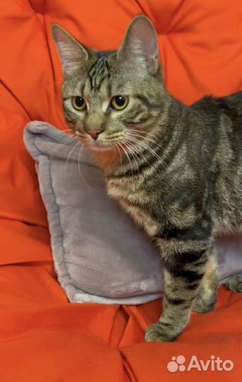 Курильский бобтейл (мальчик и девочка)