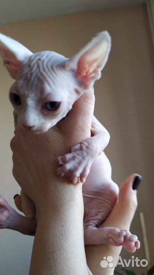 Канадский сфинкс 2 месяца